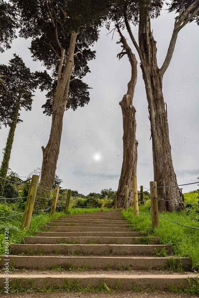 Tall California cypress trees at the top of steps with green grass on the side Tall California cypress trees at the top of steps with green grass on the side