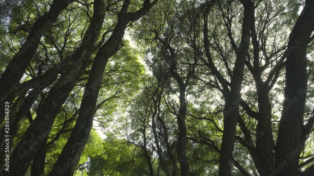 view up at the branches and trunks of trees, dolly shot view up at the branches and trunks of trees, dolly shot