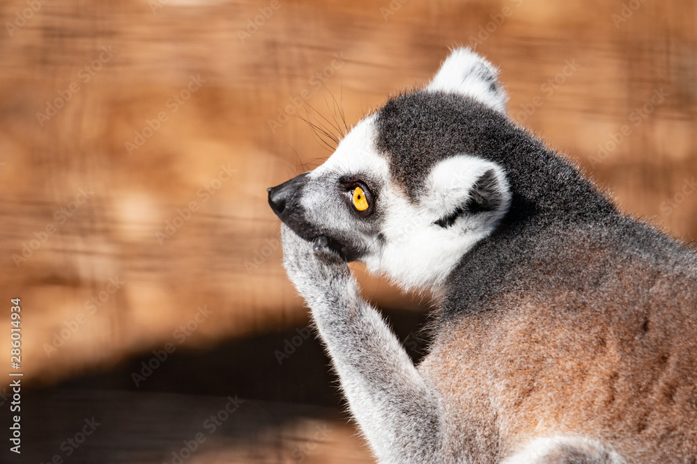 Obraz premium Ring tail lemur. This is a side view of a ring tail lemur on a tree