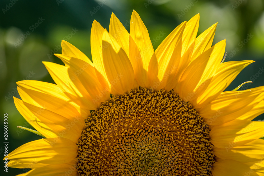 Sunflower fields in Colorado near Denver International Airport foto de Stock Adobe Stock