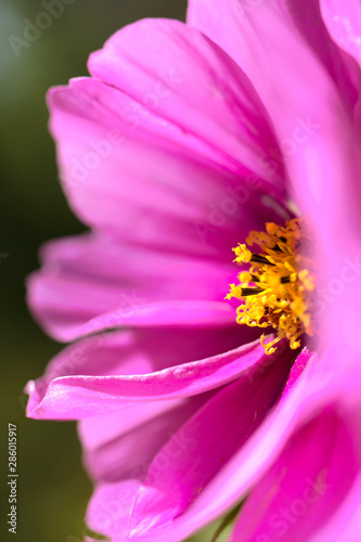 pink flower