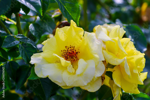 Blossom of the yellow shrub rose 