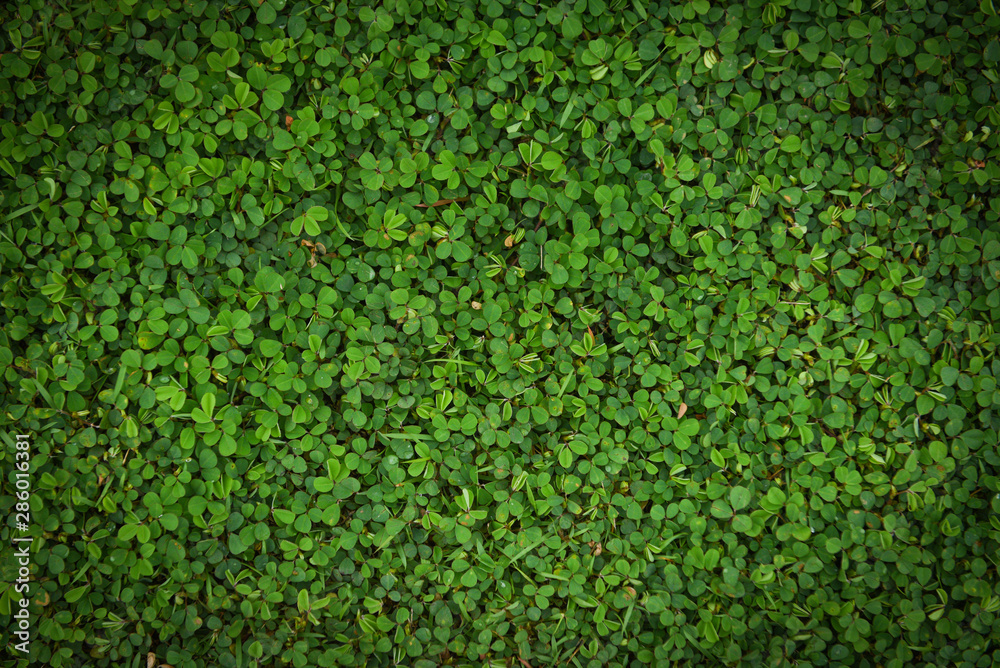 Green leaves texture background Grass top view small plant green leaf pattern nature Green leaves texture background Grass top view small plant green leaf pattern nature