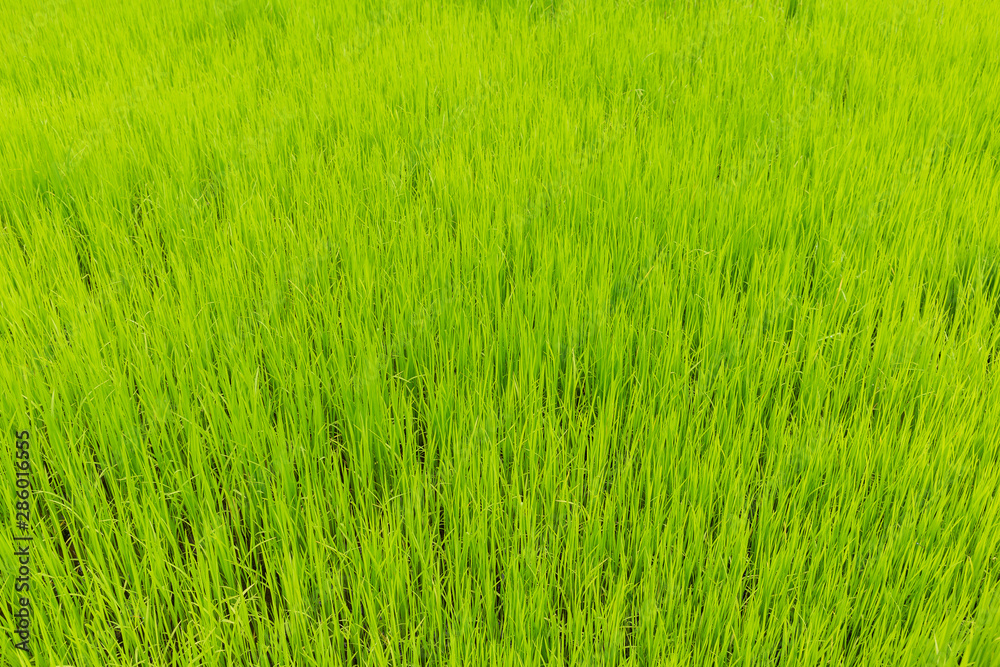Green rice field for food and agriculture design. Green rice field for food and agriculture design.