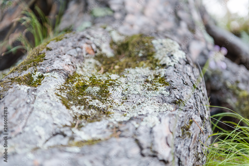 moss on the tree. on the root of the moss. close-up of moss. moss on the tree. on the root of the moss. close-up of moss.
