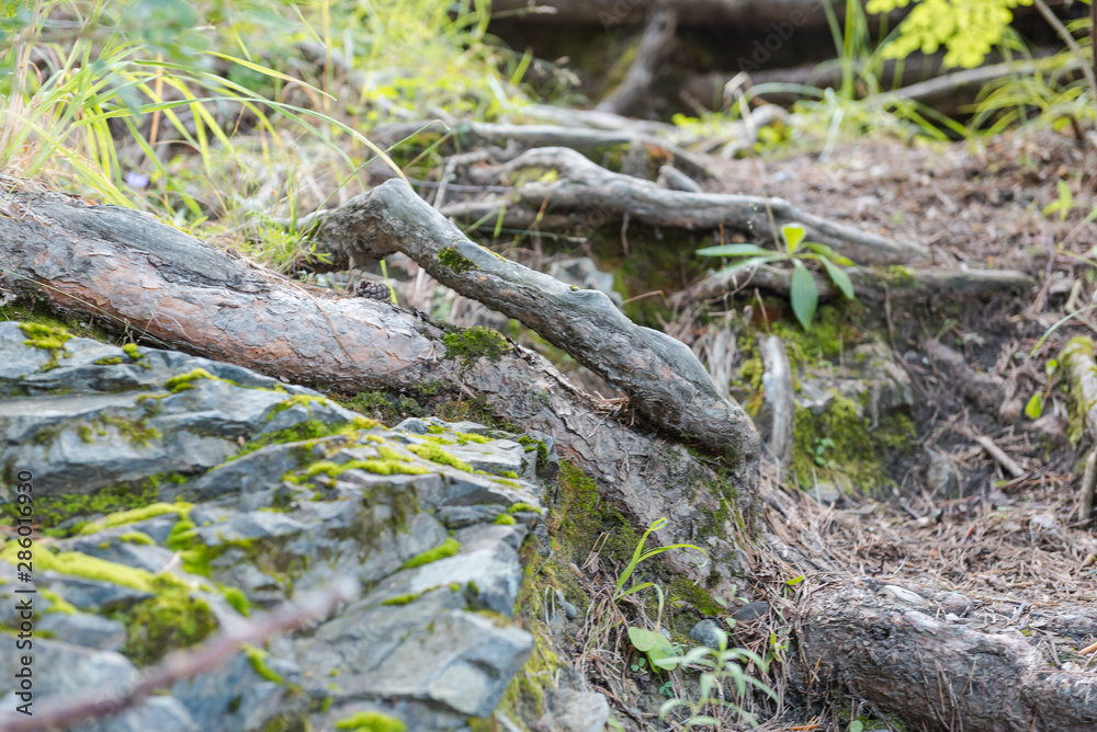 forest trail. Hiking trail through the forest. walk through the woods.