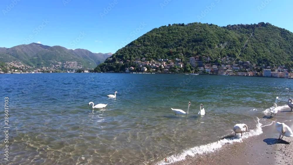 White Swans on the lake floating with ducks. Birds float on water in a lake in summer, Italy White Swans on the lake floating with ducks. Birds float on water in a lake in summer, Italy
