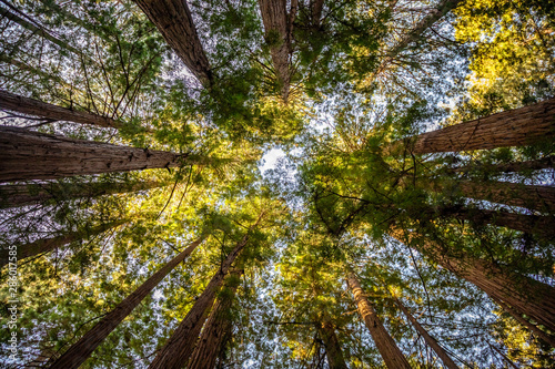 Looking up at the canopy of gigantic trees with green needles in Muir Woods