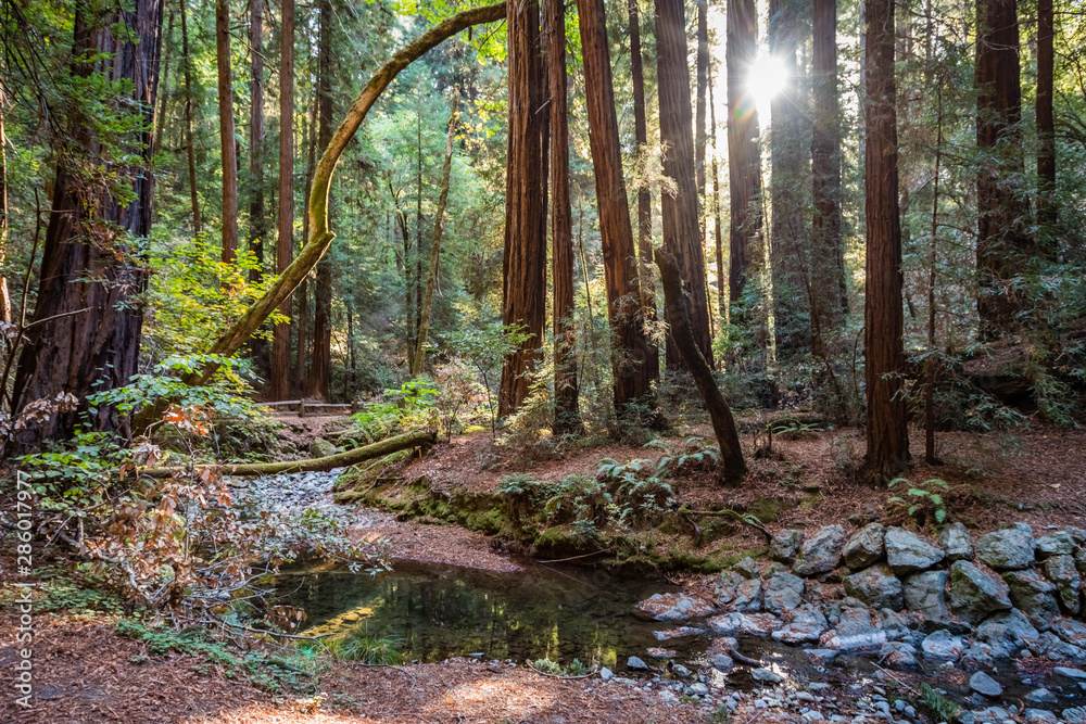 Obraz premium A small creek winds through tall redwood trees with the sun bursting between them in Muir Woods on a hiking trail