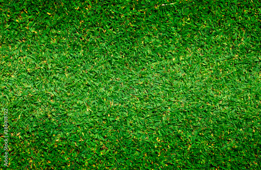 Fototapeta premium grass
