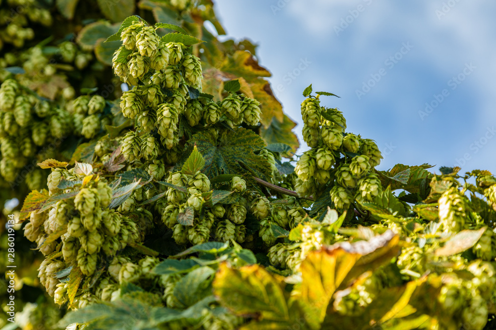 Close up of fresh hops on the vine with blue sky in the background
