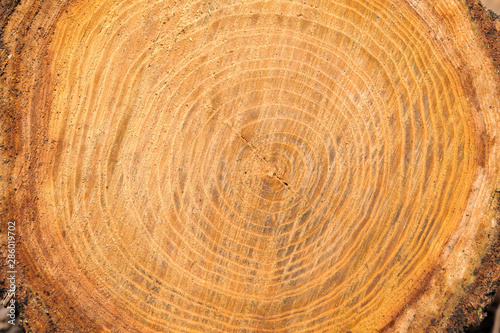 Cross section of tree trunk Close up