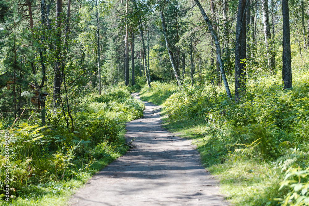 path in the forest. walk through the bright forest. fern in the forest. the sun shines through the trees. trees and fern. active lifestyle. empty expensive. path in the forest. walk through the bright forest. fern in the forest. the sun shines through the trees. trees and fern. active lifestyle. empty expensive.