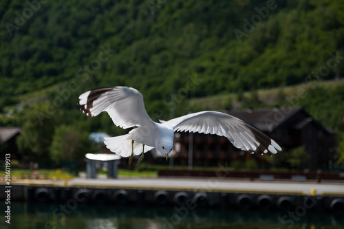 Seagull in sky. Flam(Flom), Aurlandsfjord, Norway. July 2019