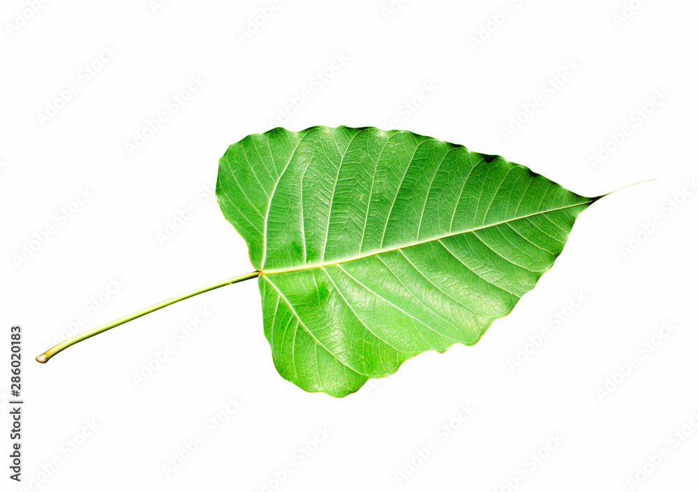 Obraz premium Pho tree leaf