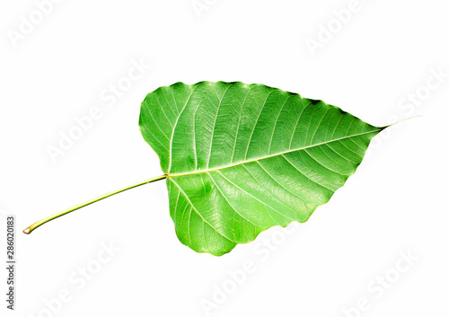 Pho tree leaf