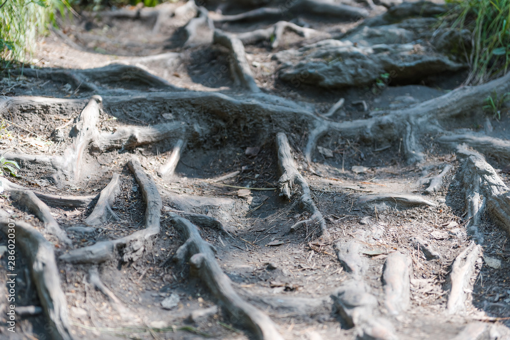 the roots are crawling. roots grow across the trail. roots in the forest. tree roots close-up. original path through the forest. the roots are crawling. roots grow across the trail. roots in the forest. tree roots close-up. original path through the forest.