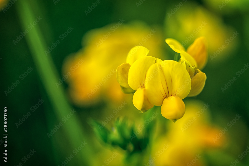 Fototapeta premium Birds-foot Trefoil