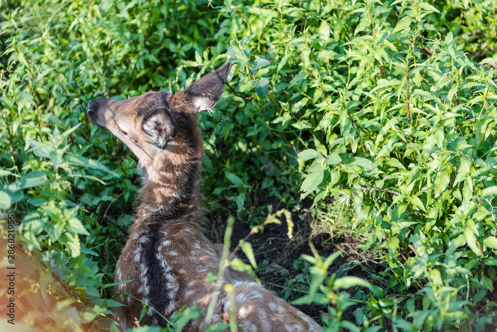 young wild deer. little morality. deer cub. deer resting young wild deer. little morality. deer cub. deer resting