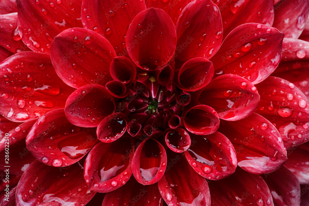 Close up on center red dahlia flower , Macro shot