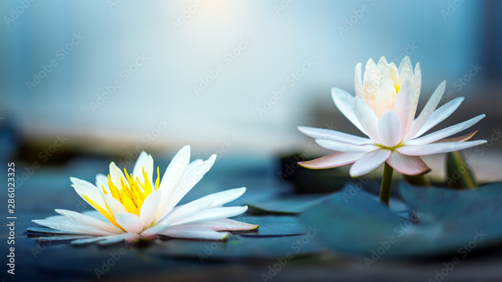 beautiful Blooming Lotus or  waterlily Flower in pond - obrazy, fototapety, plakaty 
