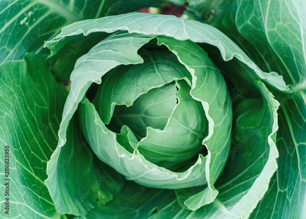Fototapeta premium head of cabbage in the garden, top view