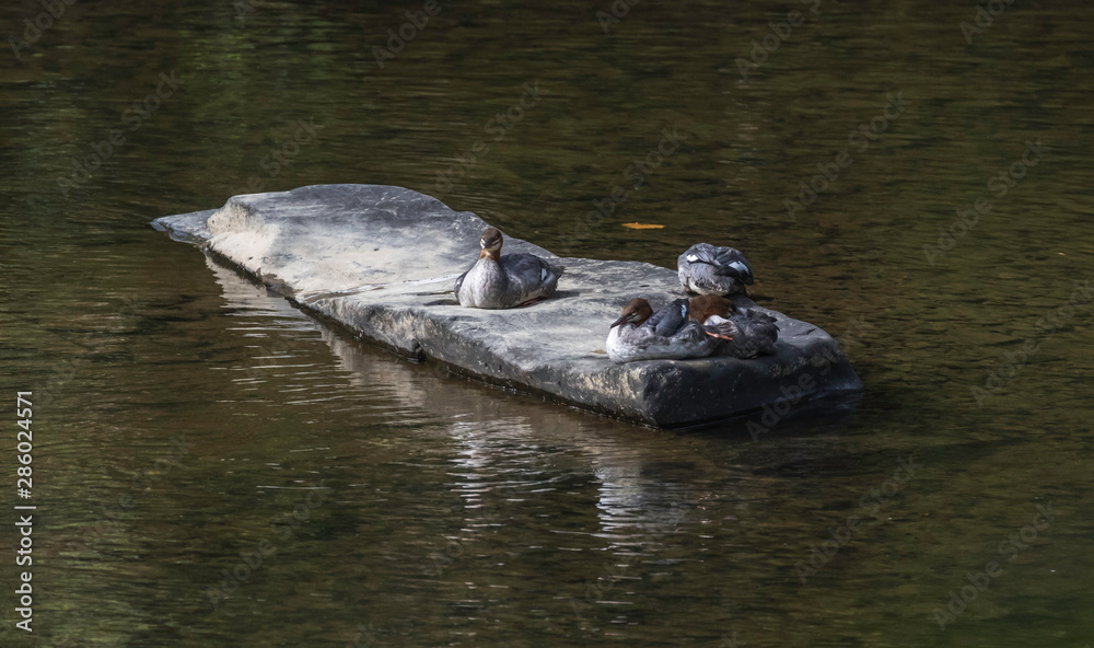 Obraz premium merganser group on a long flat rock in oil creek state park 
