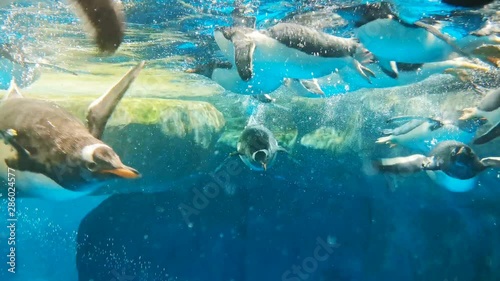 penguins swimming freely under water