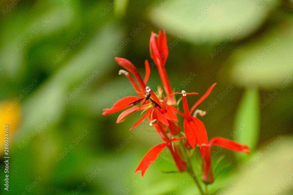 Bug & the Red Flower