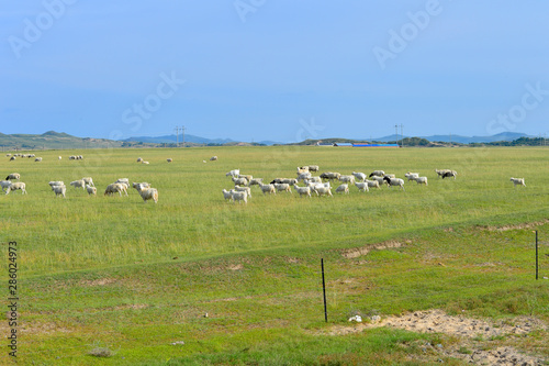 Cattle herd of the grasslands