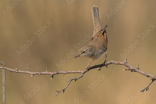 common whintethroat bird on branch with warm background