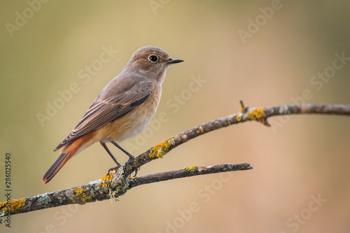 common redstart bird on branch with warm background