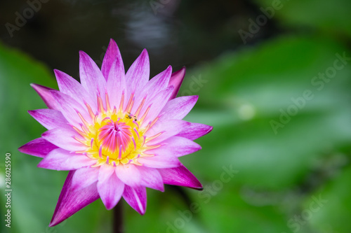 Lotus flower or water lily flower blooming with green leaves background in the pond at sunny summer or spring day. Nymphaea water lily.