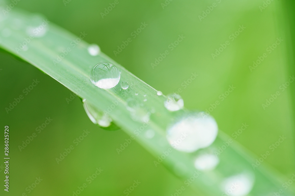rainy season, closeup of water drops on lush green grass, purity nature background rainy season, closeup of water drops on lush green grass, purity nature background