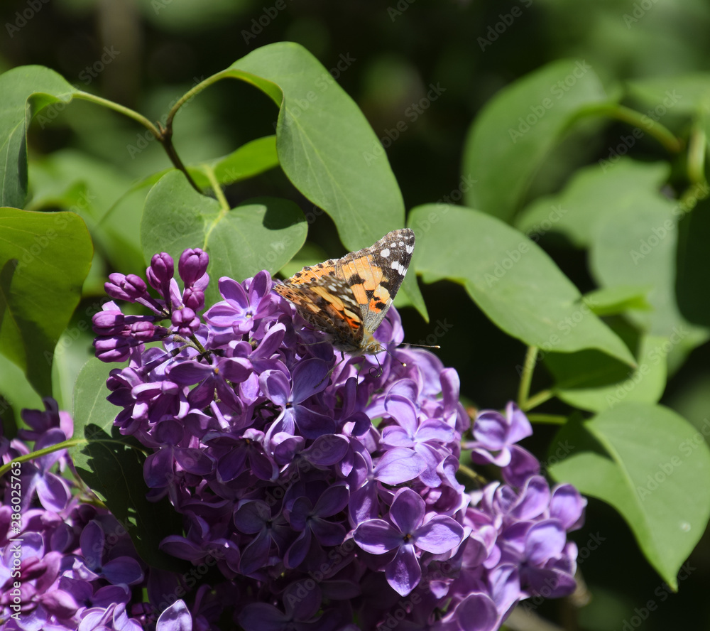 Εκτύπωση καμβά Butterfly Vanessa cardui on lilac flowers. Pollination blooming