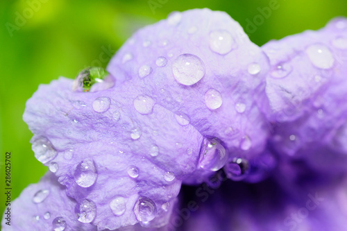 rainy season, closeup of water drops on purple flower, purity nature background