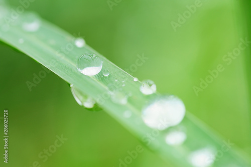 rainy season, closeup of water drops on lush green grass, purity nature background