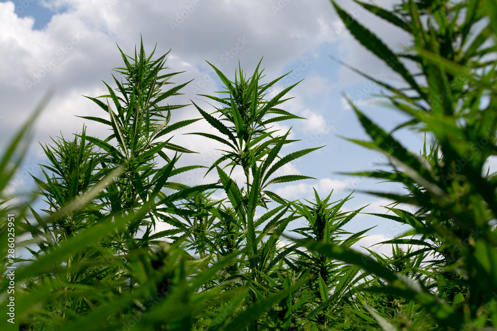 marijuana canabis on field ganja farm sativa leaf weed medical hemp hash plantation cannabis legal or illegal drug marijuana canabis on field ganja farm sativa leaf weed medical hemp hash plantation cannabis legal or illegal drug