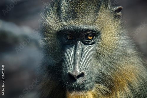 portrait of baboon © Александр Денисюк