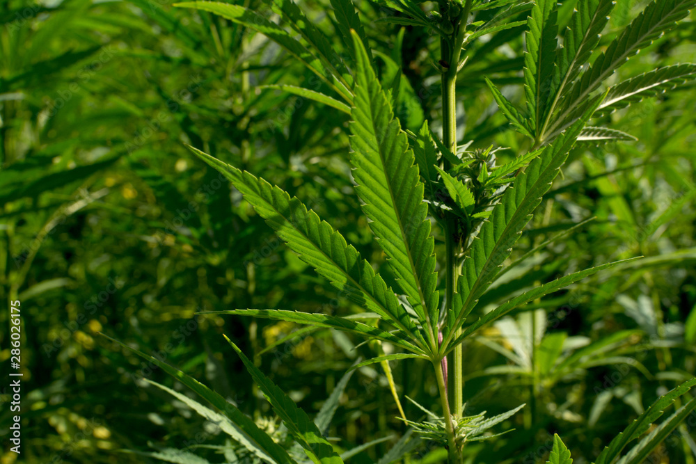 marijuana canabis on field ganja farm sativa leaf weed medical hemp hash plantation cannabis legal or illegal drug marijuana canabis on field ganja farm sativa leaf weed medical hemp hash plantation cannabis legal or illegal drug