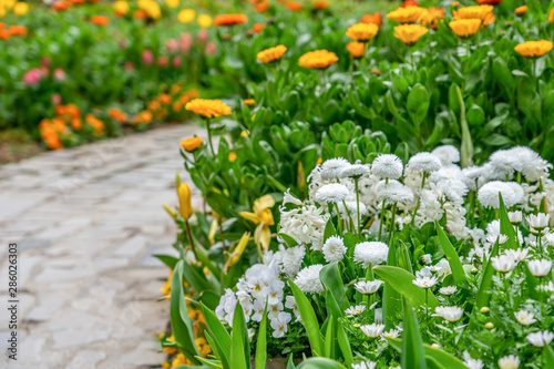 Bunch of white Chysanthemum flowers in a garden with curve walking path photo