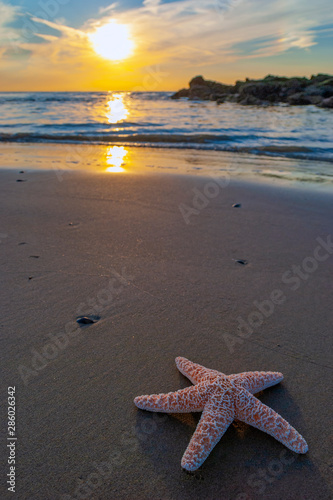 Photography Starfish on a idyllic beach at sunset