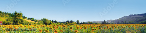 Yellow field of summer sunflowers on a colorful background. Natural organic farm. Against the background of mountains. Green farm.