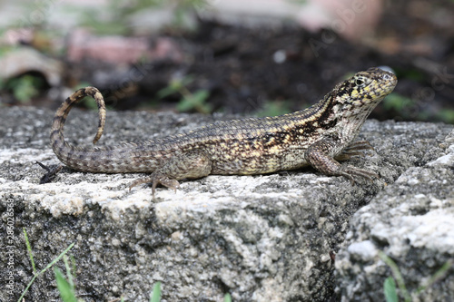 Curly tailed Lizard 3