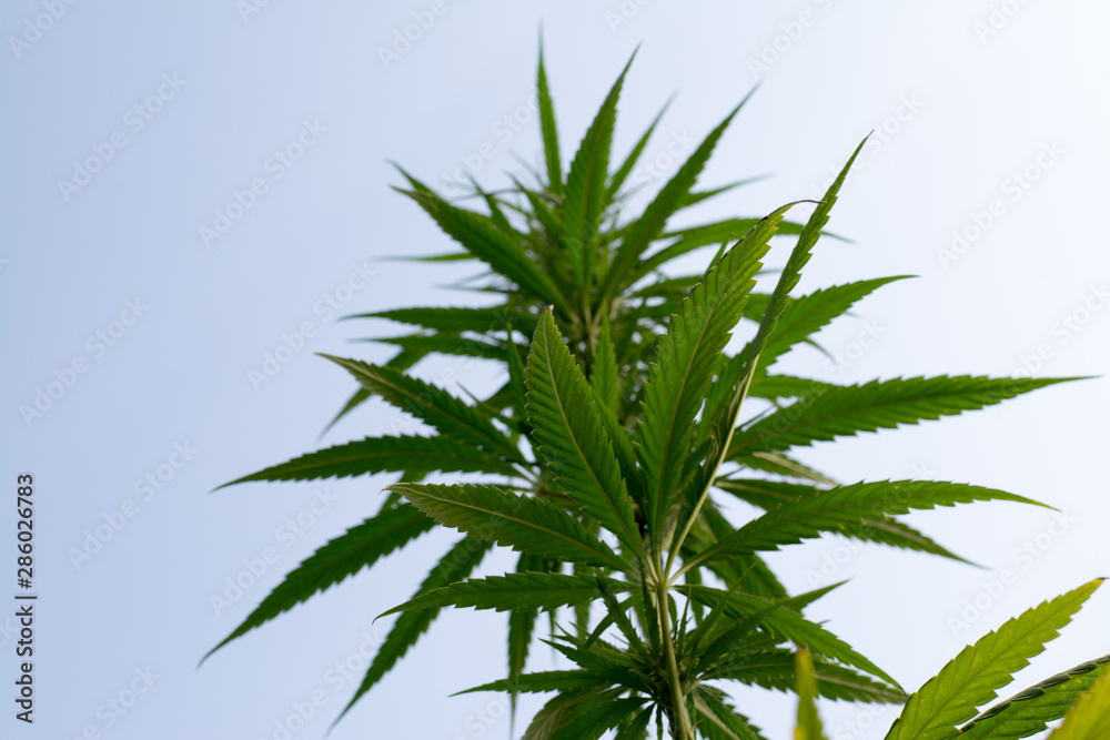 marijuana canabis on field ganja farm sativa leaf weed medical hemp hash plantation cannabis legal or illegal drug