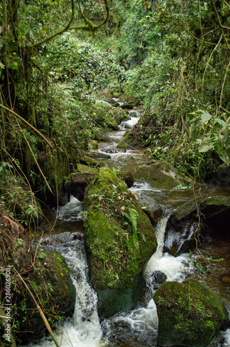 Arroyo de agua pura en medio de bosque tropical Colombiano