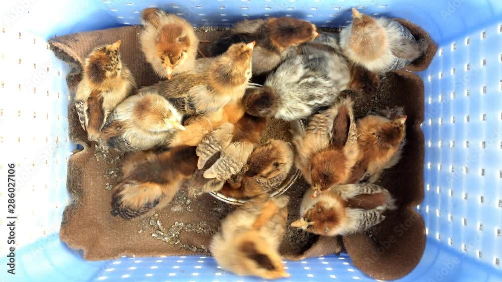 Little baby chicks brown in nest. Feeding chicks in nest.Top view