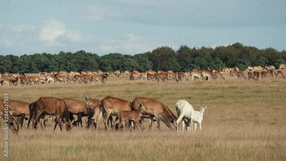 Herd of deer grazing on meadow, sunny day. Herd of deer grazing on meadow, sunny day.