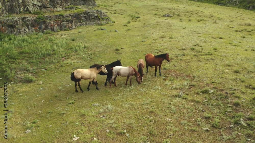 Aerial UHD 4K mid-air flight over wild horses herd on meadow. Fly over spring mountains wild nature. Beautiful animals at summer rural green grass farm. Freedom ecology concept. Aerial UHD 4K mid-air flight over wild horses herd on meadow. Fly over spring mountains wild nature. Beautiful animals at summer rural green grass farm. Freedom ecology concept.
