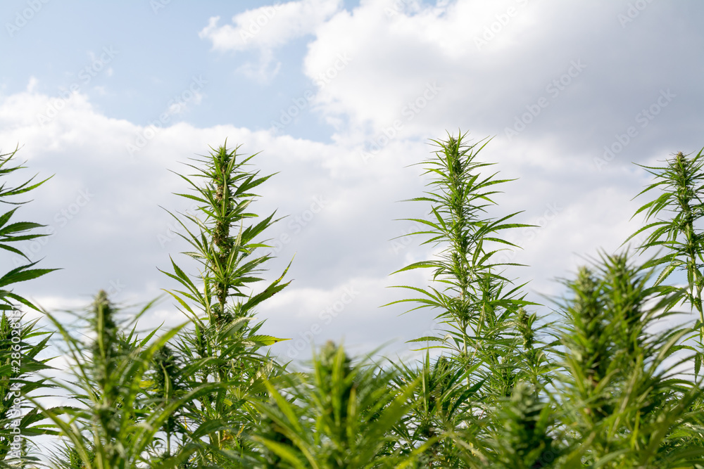 marijuana canabis on field ganja farm sativa leaf weed medical hemp hash plantation cannabis legal or illegal drug marijuana canabis on field ganja farm sativa leaf weed medical hemp hash plantation cannabis legal or illegal drug